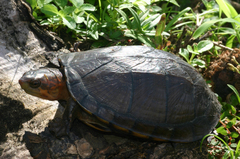 Kinosternon scorpioides