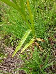 Habenaria repens