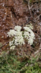 Conioselinum scopulorum