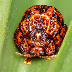 Hemisphaerota palmarum