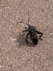 Pachylis neocalifornicus