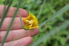 Calochortus barbatus
