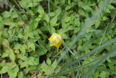 Calochortus barbatus