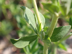 Lotus corniculatus