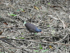 Crypturellus tataupa