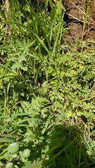 Conioselinum scopulorum