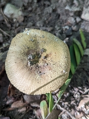 Russula pulverulenta