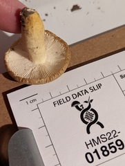 Russula pulverulenta