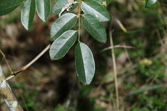 Derris involuta