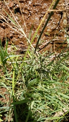 Conioselinum scopulorum