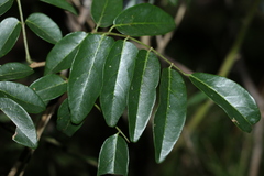 Derris involuta