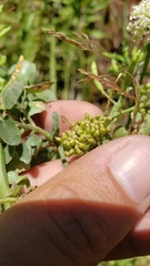 Conioselinum scopulorum