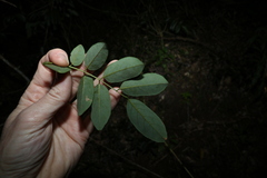 Derris involuta