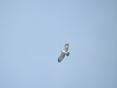 Spizaetus melanoleucus