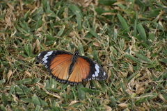 Hypolimnas misippus