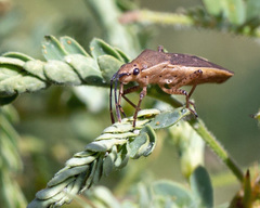 Catorhintha texana