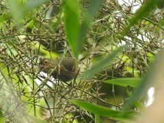 Sporophila frontalis