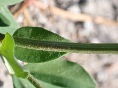 Lotus corniculatus