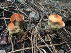 Phaeolus schweinitzii