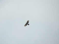 Chondrohierax uncinatus