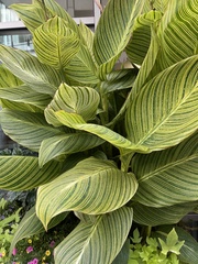 Strobilanthes auriculata