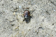 Onthophagus nuchicornis