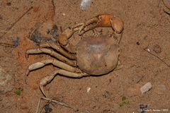 Dilocarcininae