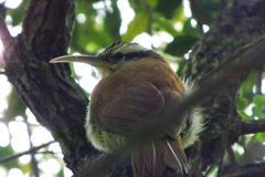 Lepidocolaptes angustirostris