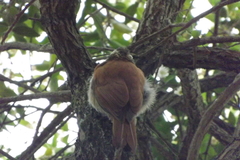 Lepidocolaptes angustirostris