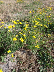Lotus corniculatus