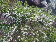 Styphelia setigera