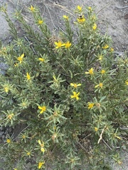 Ericameria suffruticosa