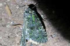 Paramiana smaragdina