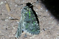 Paramiana smaragdina