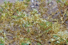 Cuscuta umbellata