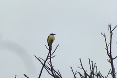 Pitangus sulphuratus
