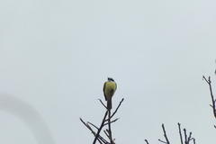 Pitangus sulphuratus