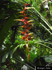 Heliconia platystachys