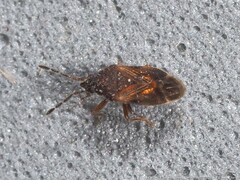 Antillocoris discretus