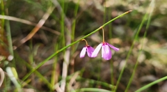 Tetratheca juncea