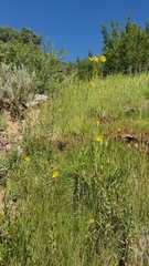 Helianthus nuttallii