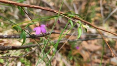 Tetratheca juncea