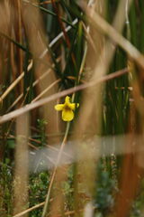Viola magellanica