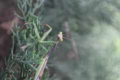 Stagmomantis montana