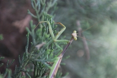 Stagmomantis montana