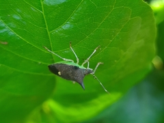 Euschistus carbonerus