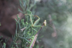 Stagmomantis montana