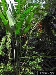Heliconia platystachys