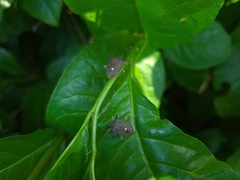 Euschistus carbonerus