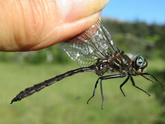 Somatochlora brevicincta